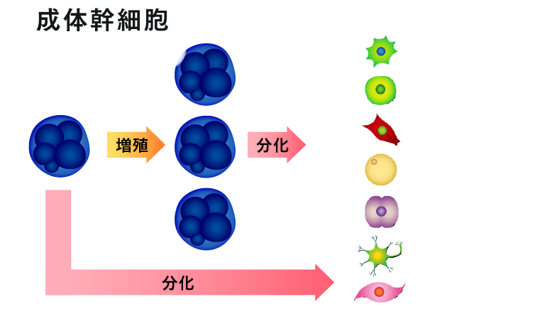 成体幹細胞